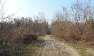 Bosco di Sant'Anselmo, le associazioni ambientaliste: 