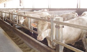 Bovini da carne, Coldiretti Cuneo chiede alla Regione un tavolo di confronto sulla crisi del comparto