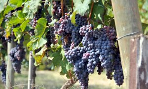 Vendemmia, riparte la rilevazione dei prezzi delle uve da vino Doc e Docg