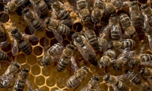 Coldiretti Piemonte: 