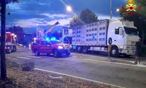 Fossano, camion carico di maiali si rovescia sulla rotonda di via Cuneo