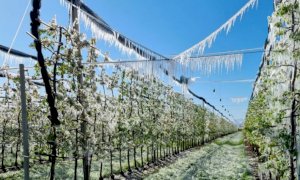 Maltempo: riconosciuto lo stato di calamità per le gelate dello scorso aprile