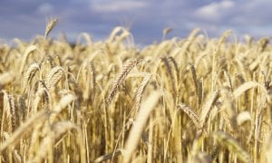 Grano Piemonte, per il progetto di filiera di Coldiretti è iniziato il secondo anno di semine 