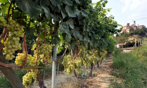 Vendemmia, nel 2021 in Piemonte previsto un calo della quantità del 10 per cento