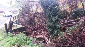 Rifreddo: rimozione del materiale legnoso lungo il Po e dai corsi d’acqua pubblici