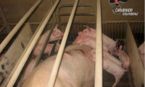 Violazioni in un allevamento di maiali a Fossano, esposto dell'AIDAA alla Procura di Cuneo