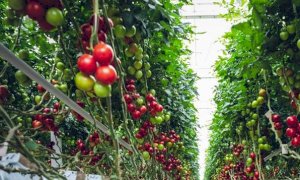 Cuneo prima in Piemonte per numero di aziende biologiche con più di mille operatori