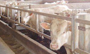 Bovini, Coldiretti Cuneo: 