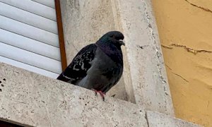 Ora a Cuneo i piccioni sono un problema: 