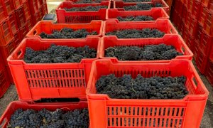 Al MIAC dei Ronchi è tornato il mercato delle uve