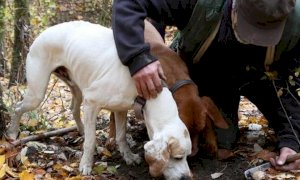 Stagione del tartufo, a ottobre il prossimo esame per aspiranti “trifolao”