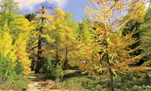 Martedì 28 settembre riapre lo Sportello Forestale del Parco del Monviso