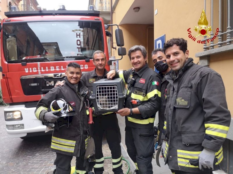 I pompieri di Alba salvano un gattino incastrato nella fessura di un muro