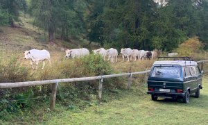 Domani in programma “Caluma el vache” evento a sostegno dei malgari e dell’agricoltura di montagna