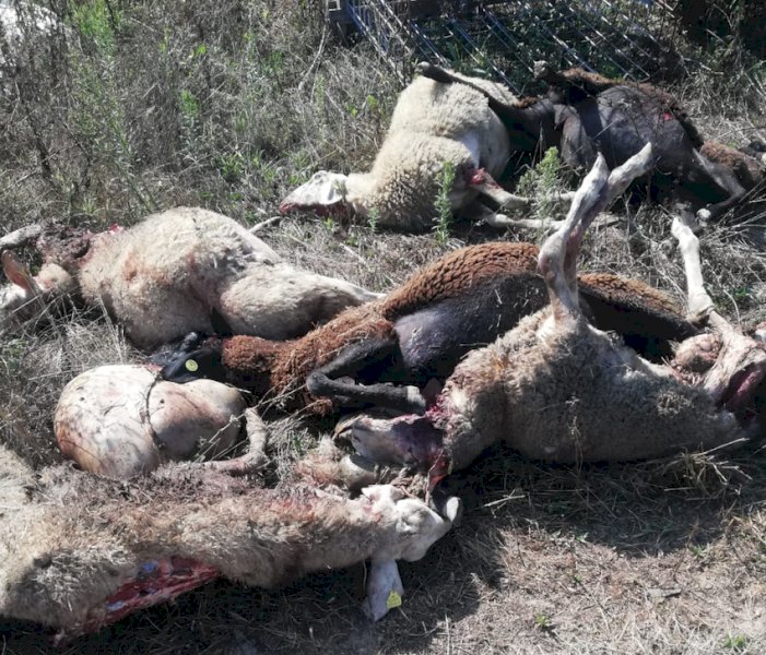 Otto pecore sbranate in un allevamento di Carrù