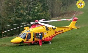 Attaccato da uno sciame di vespe mentre bada al suo gregge, finisce in ospedale