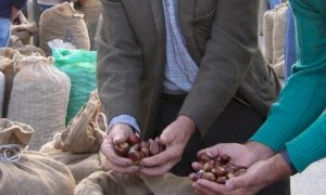 A Borgo San Dalmazzo il mercato delle castagne torna in piazzale Padre Angelo Martini
