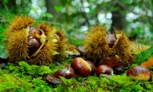 A Piano Quinto torna il mercato delle castagne della valle Stura