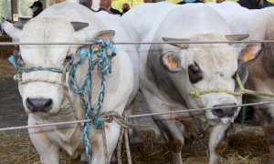 Alba: premiati i vincitori della “Grande rassegna di bovini piemontesi”