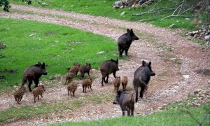 Danni da fauna selvatica, Lega: “Subito misure per limitare i danni causati ai cittadini