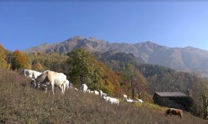 Anche nel Bovesano si completa la transumanza: oggi scenderanno le ultime mucche dalla Bisalta