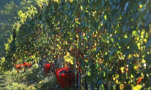 Agroinnova chiude la stagione vitivinicola piemontese 2021 con gli Incontri Fitoiatrici a Grinzane Cavour