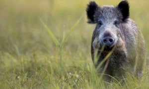 Cinghiali, Coldiretti Cuneo: 