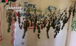 Marijuana messa ad essiccare nella ex casa cantoniera di Manta: la scoperta dei Carabinieri