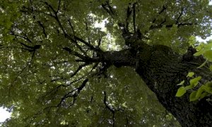 Bra, due alberi a rischio caduta: disposto l’abbattimento