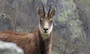 Dopo un anno di stop è ripreso il censimento dei camosci nel Parco Alpi Marittime: i risultati