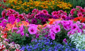 Cop 26, Coldiretti: balzo export piante e fiori, ma pesano i rincari dei trasporti