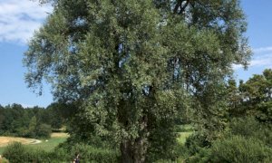 I Carabinieri Forestali celebrano nelle scuole cuneesi la Giornata Nazionale dell'Albero