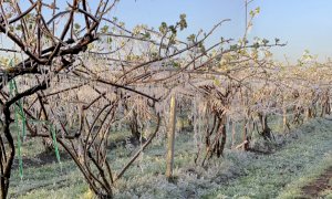 Gelate primaverili, Confagricoltura chiede la proroga di mutui e finanziamenti agrari