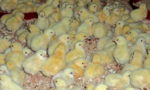 Webinar di Confagricoltura Cuneo sull’influenza aviaria e corso per allevatori