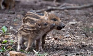 Denunciato perché teneva in un recinto un cinghiale “domestico”. Ma non c’è reato