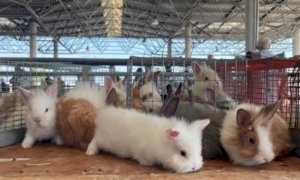 Domenica 28 novembre al MIAC il mercatino dei piccoli animali