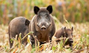 Fauna selvatica, Coldiretti Piemonte: 