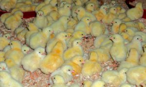 Domani il webinar di Confagricoltura Cuneo sull’influenza aviaria e corso per allevatori