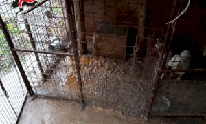 Feisoglio, teneva i cani in gabbie esposte al maltempo e tra le loro feci: segnalata alla Procura
