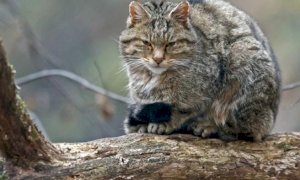 Collaborazione Provincia-Cras di Bernezzo per il monitoraggio del gatto selvatico europeo