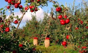 Ortofrutta, Coldiretti Cuneo: 