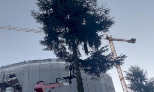 Alberi abbattuti per la realizzazione del 