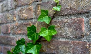 “Mi ha fatto morire l’edera”: porta in tribunale il vicino per danneggiamento