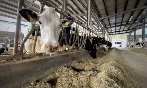  Confagricoltura Piemonte: “Via libera dall’Antitrust all’accordo  sul prezzo del latte