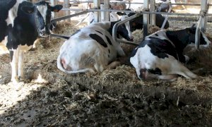 Agricoltura: un bando per la riduzione delle emissioni in atmosfera di gas serra e di ammoniaca