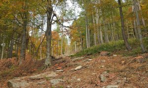 Due aste pubbliche per l'affidamento di lotti boschivi nel Parco del Marguareis