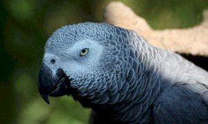 Fece sequestrare un pappagallo esotico a un cinese, condannata una guardia zoofila