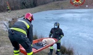 I pompieri di Barge salvano un cane in difficoltà