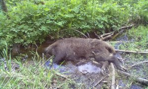 Peste suina africana in Piemonte, scattano le misure preventive della Regione