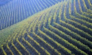 Nuovo statuto per l’Associazione per il patrimonio dei paesaggi vitivinicoli di Langhe-Roero e Monferrato